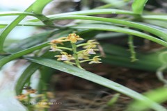 Cleisostoma tenuifolium